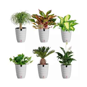 fiddled leaf fig Fiddle Leaf Fig main image 1