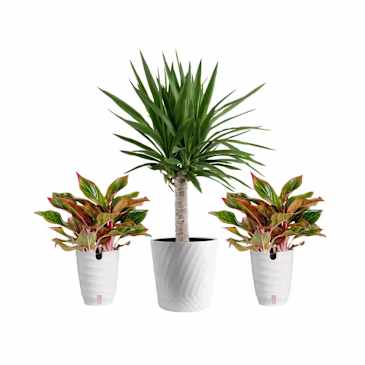 8 Plant Deals from The Home Depot's Spring Black Friday 2026 | Apartment  Therapy