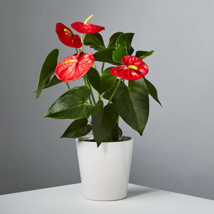 Red Anthurium at Plants.com
