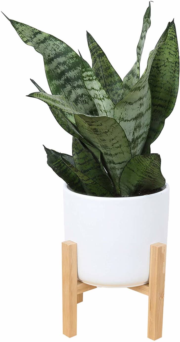 cast iron planters 12