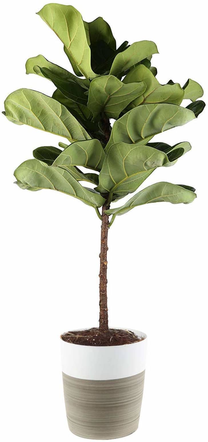 7 Plants You Can Buy on Amazon - Pothos, Fiddle Leaf Fig, Aloe | Apartment  Therapy