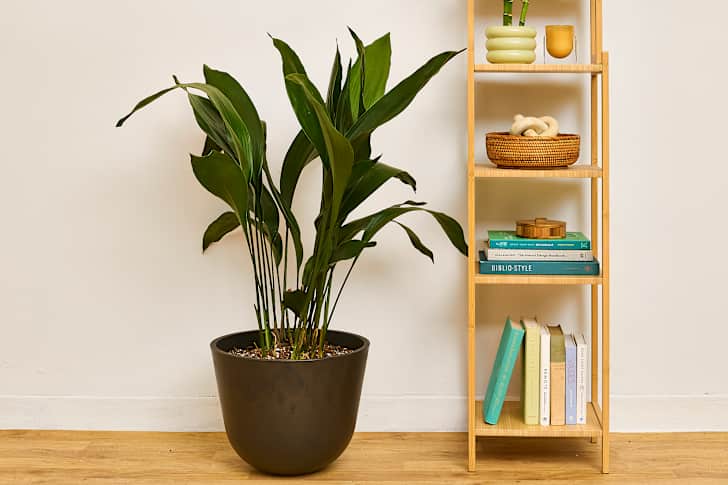 6 Best Low-Light Indoor Plants I Swear By for Dark Corners | Apartment  Therapy