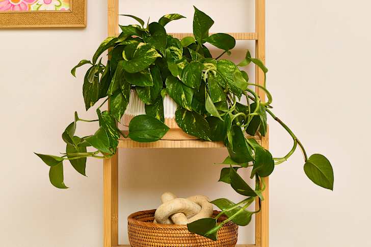 6 Best Low-Light Indoor Plants I Swear By for Dark Corners | Apartment  Therapy