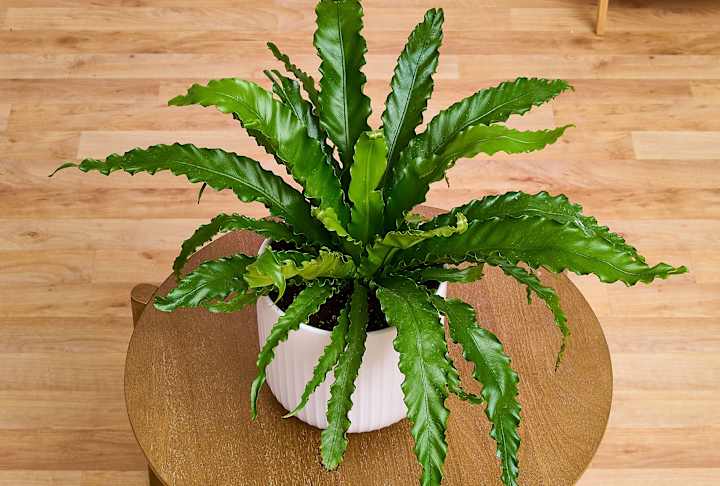 6 Best Low-Light Indoor Plants I Swear By for Dark Corners | Apartment  Therapy