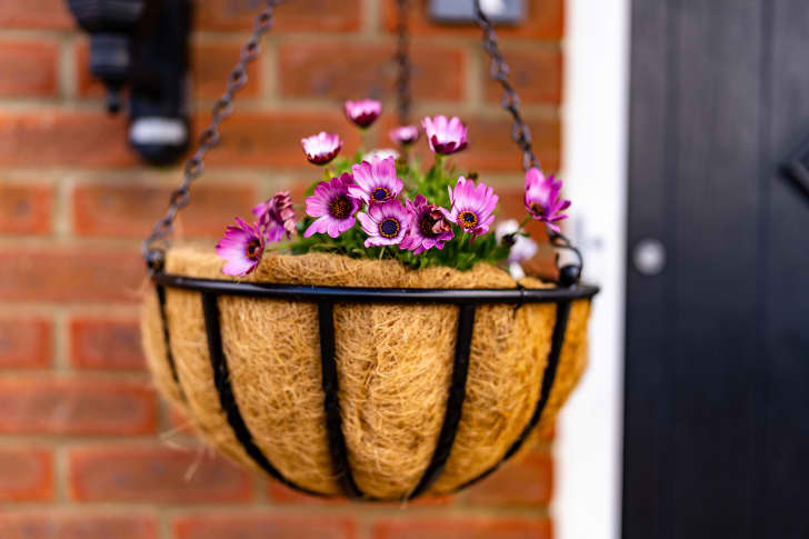 The 10 Best Outdoor Hanging Plants for Baskets and Planters | Apartment  Therapy