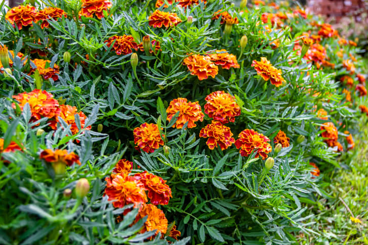 10 Veggies and Flowers to Plant in August, No Matter Your Zone | Apartment  Therapy