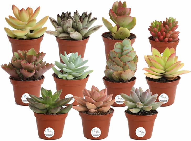 7 Plants You Can Buy on Amazon - Pothos, Fiddle Leaf Fig, Aloe | Apartment  Therapy