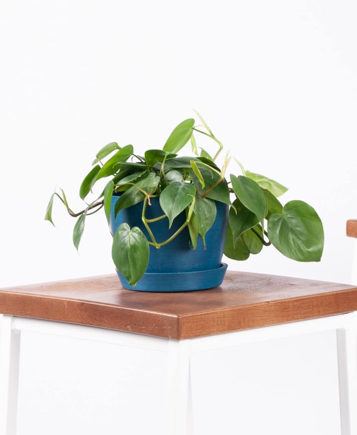 2 zz plant ZZ Plant (Zamioculcas Zamiifolia)