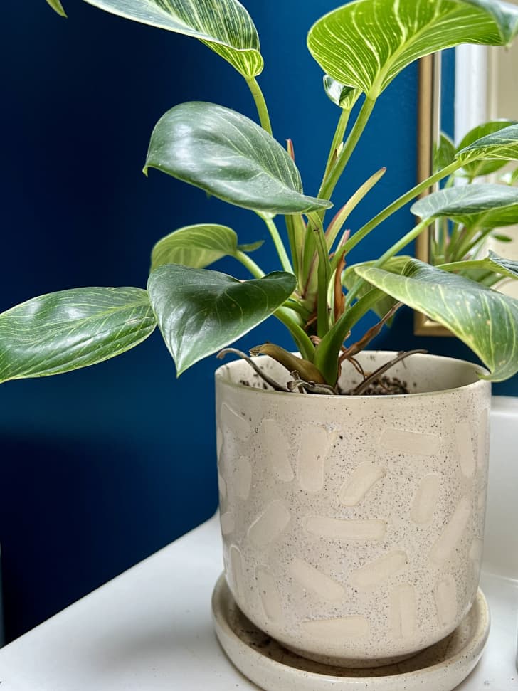 My Golden Rule for Keeping Plants Alive Always Works | Apartment Therapy