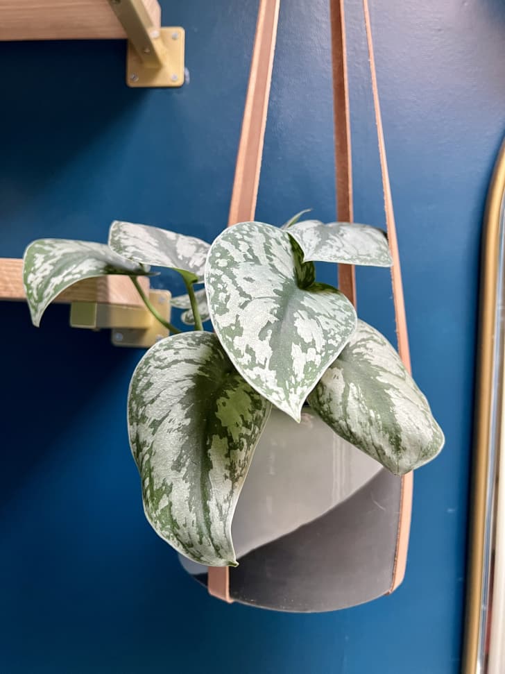 buy variegated snake plant Snake Plant (Sansevieria Variegated) ...Perfect for new plant parents!