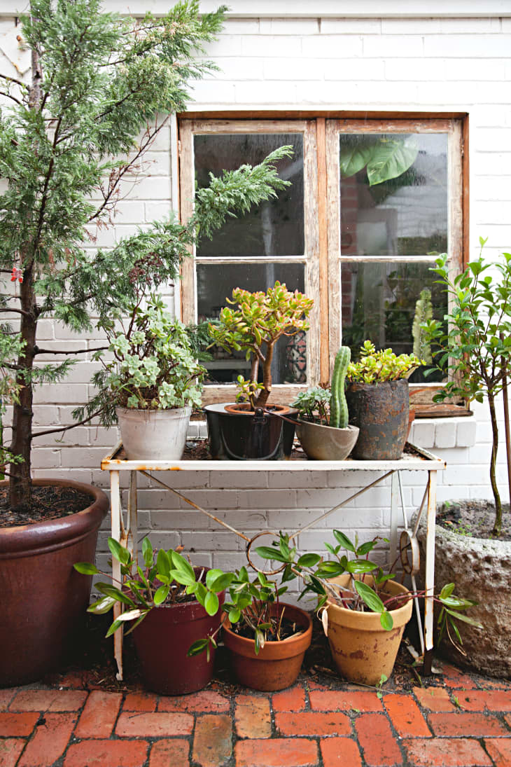 Avoid These 10 Mistakes for a Better Vegetable Container Garden