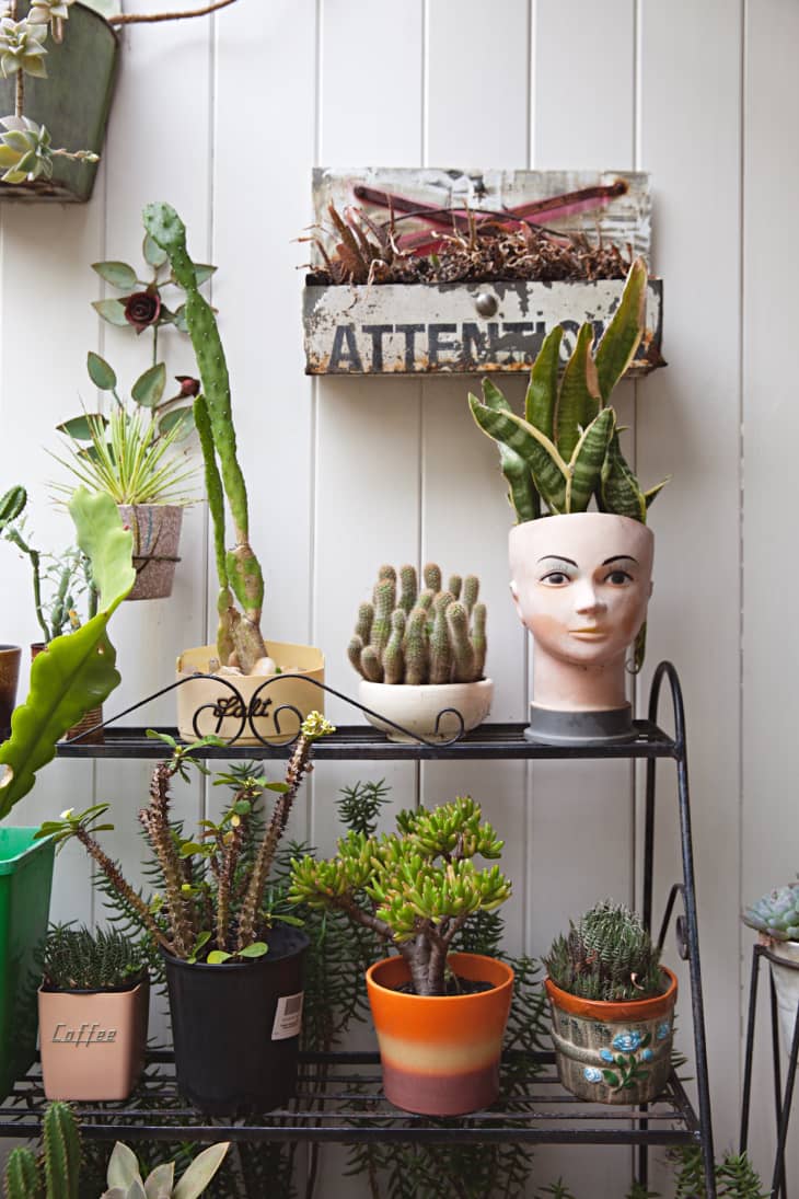 Assorted potted succulents and cacti on a metal shelf, including a head-shaped planter with snake plant leaves.