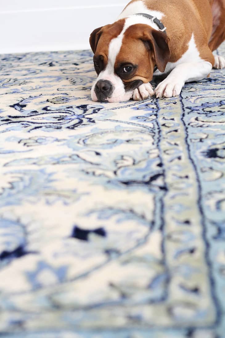 How to Remove Dirt From Your Carpet?, Dogs & Carpets