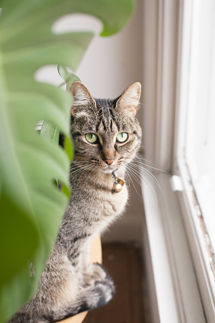 15 Non-Toxic Plants for Dogs and Cats for Greenery Without Worry