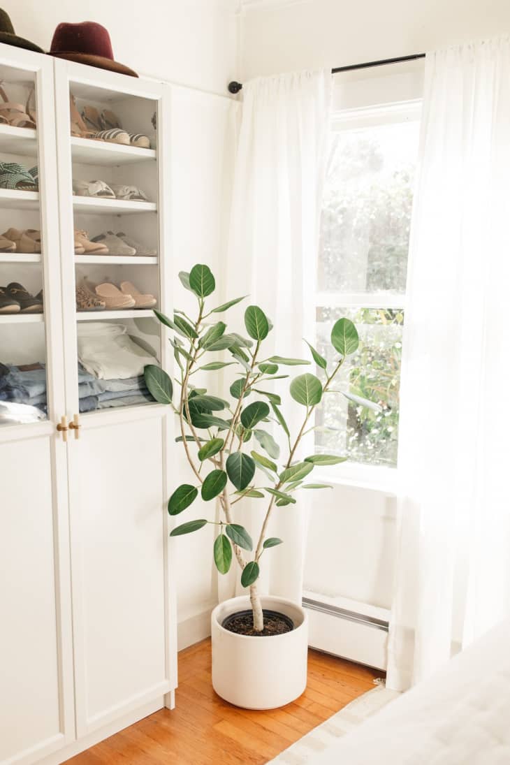 ficus audrey winter care