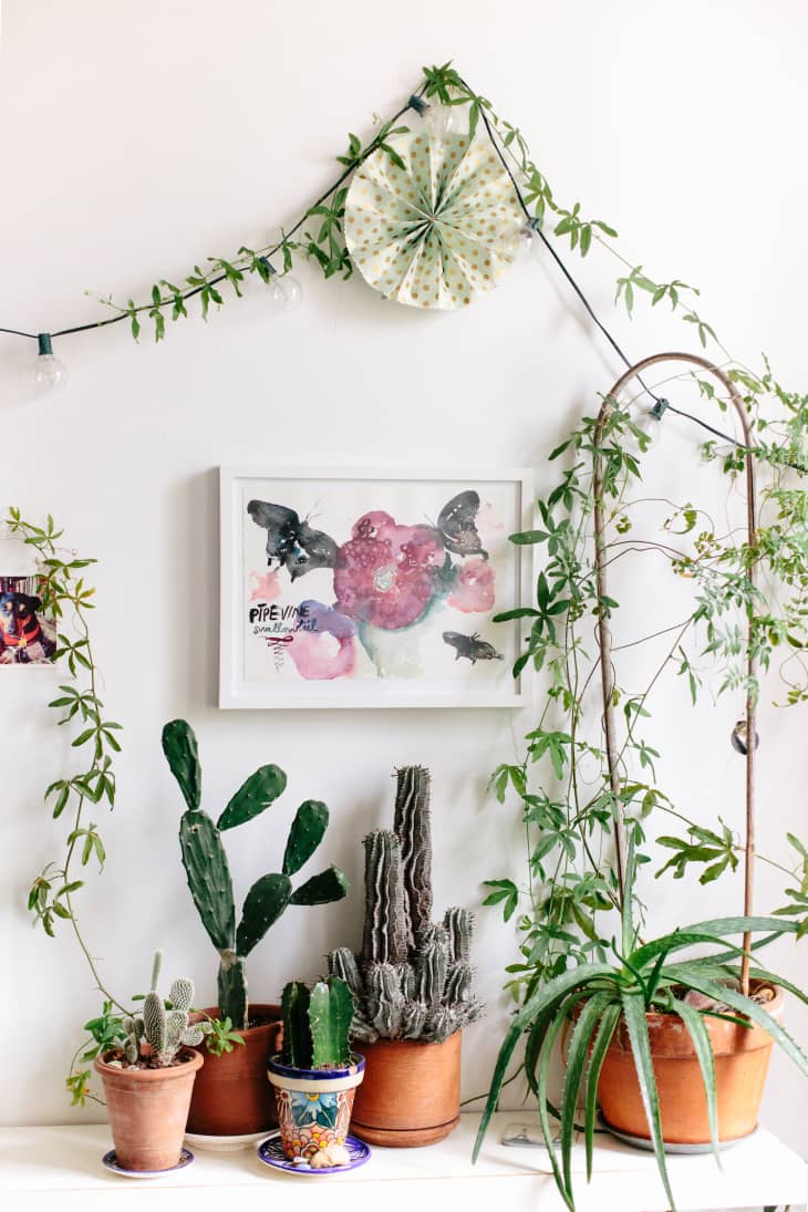 Terracotta Pots Review The Best, Cheapest Plant Pot Apartment Therapy