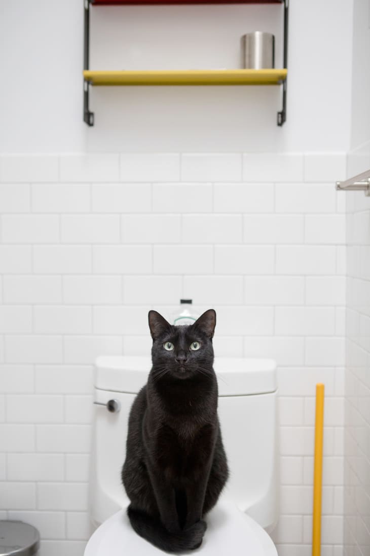 DesignFriendly Litter Boxes for Every Style Apartment Therapy