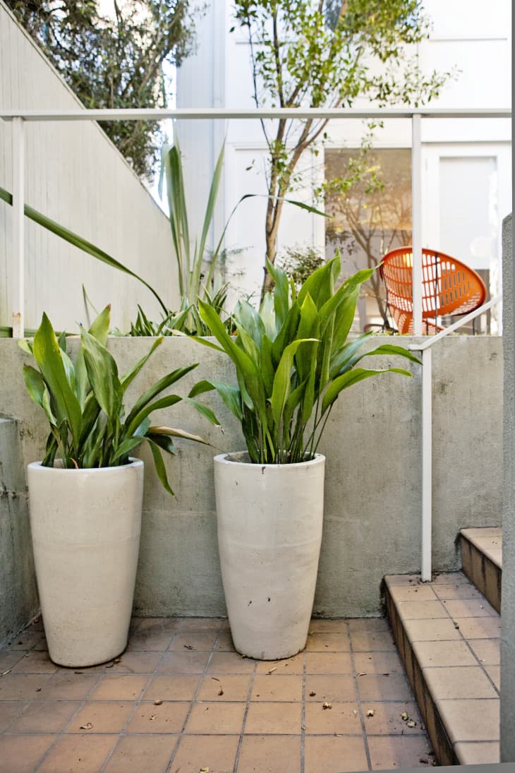 Cast Iron Plant Care How to Grow Cast Iron Plants Apartment Therapy