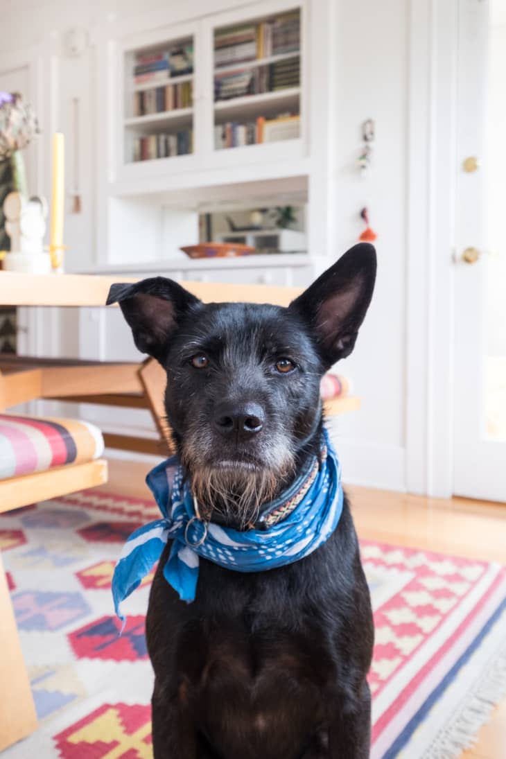Natural deterrent for online fleas