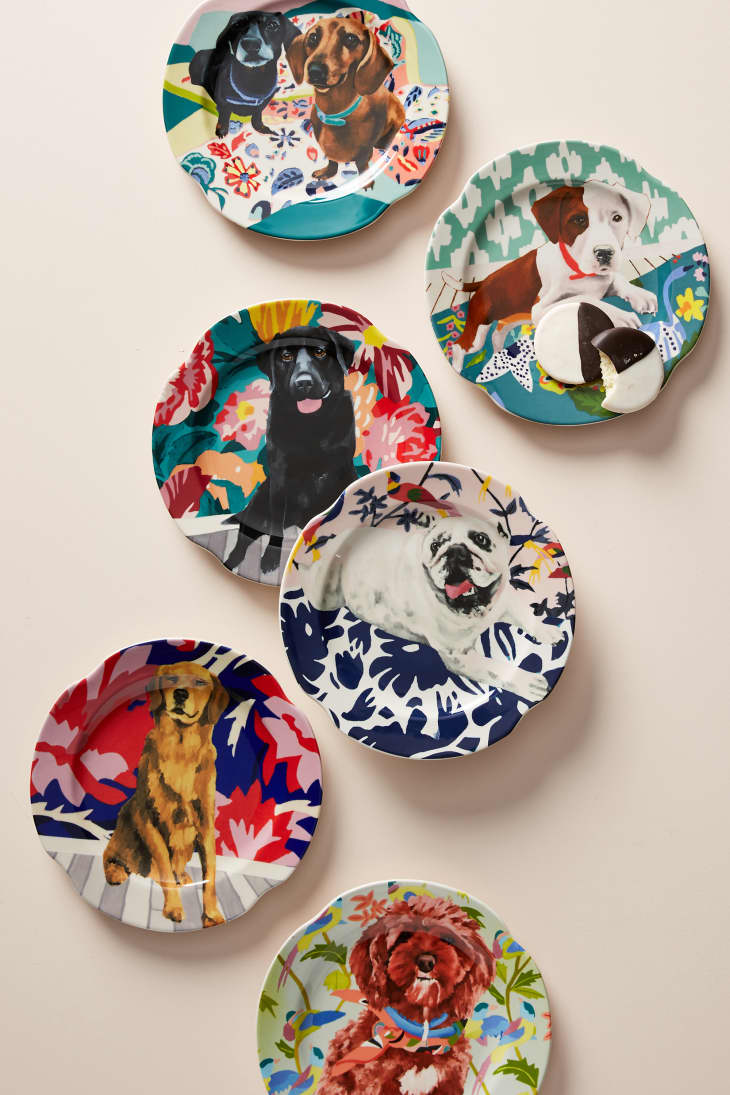 Plates for dogs best sale