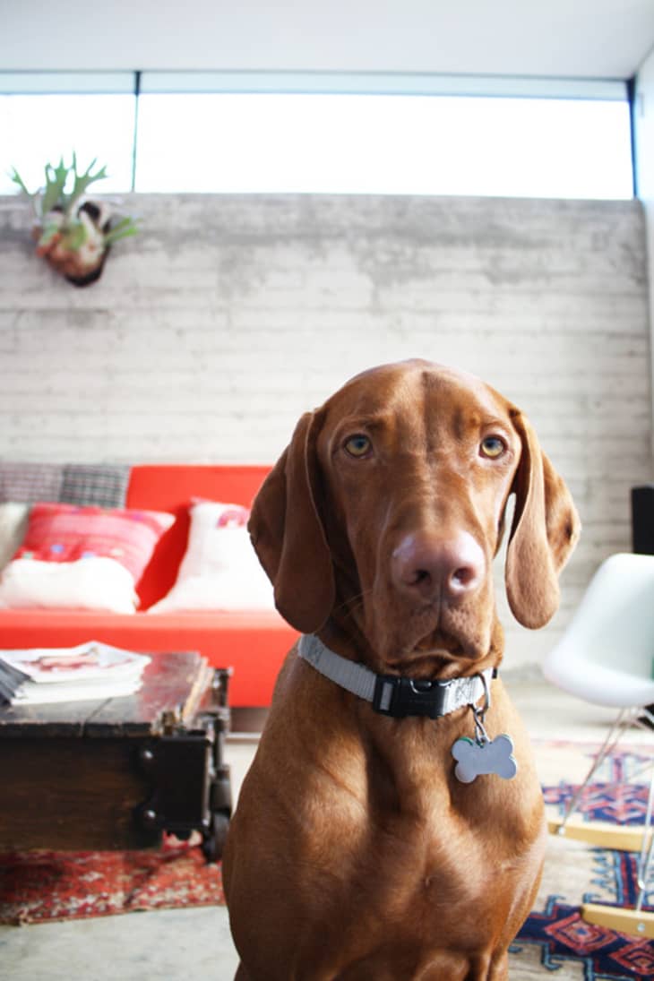 Neighbor Favors Tips to Help Keep Your Dog From Barking When You