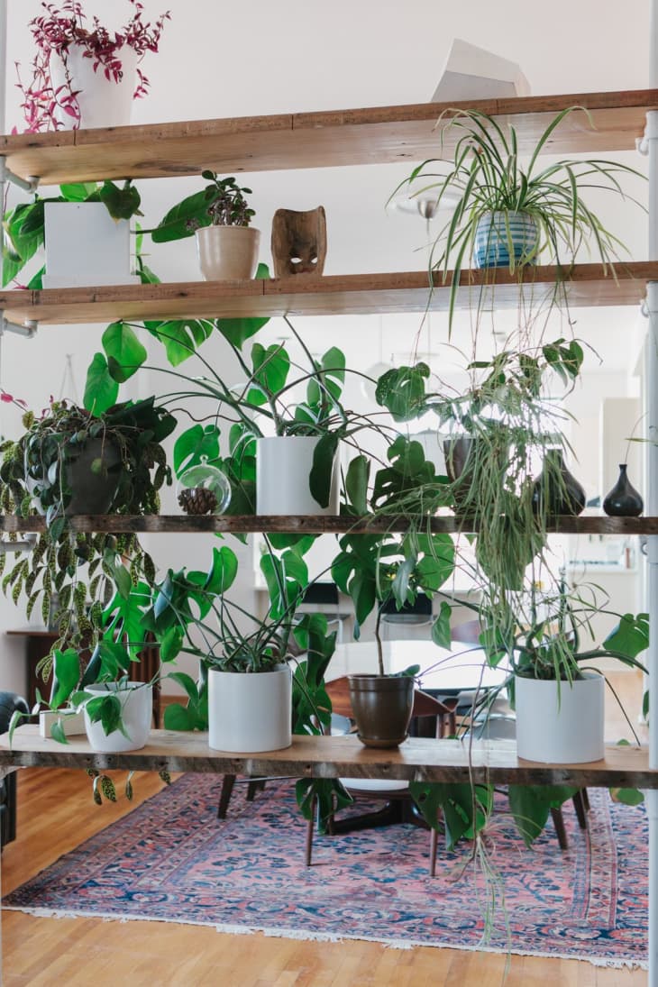 The Best Space Saving Ways to Pack More Plants into Your Home ...