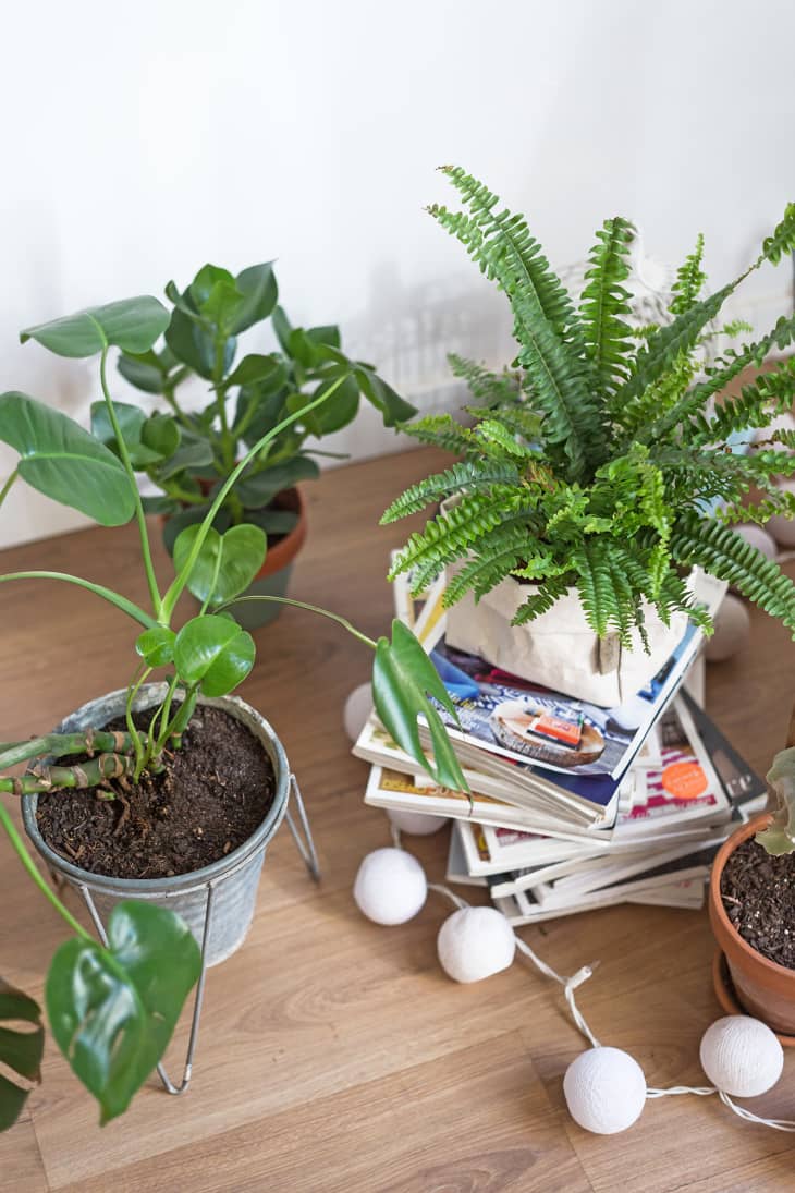 How to Build a Terrarium, So It's Always Gardening Season - The New York  Times