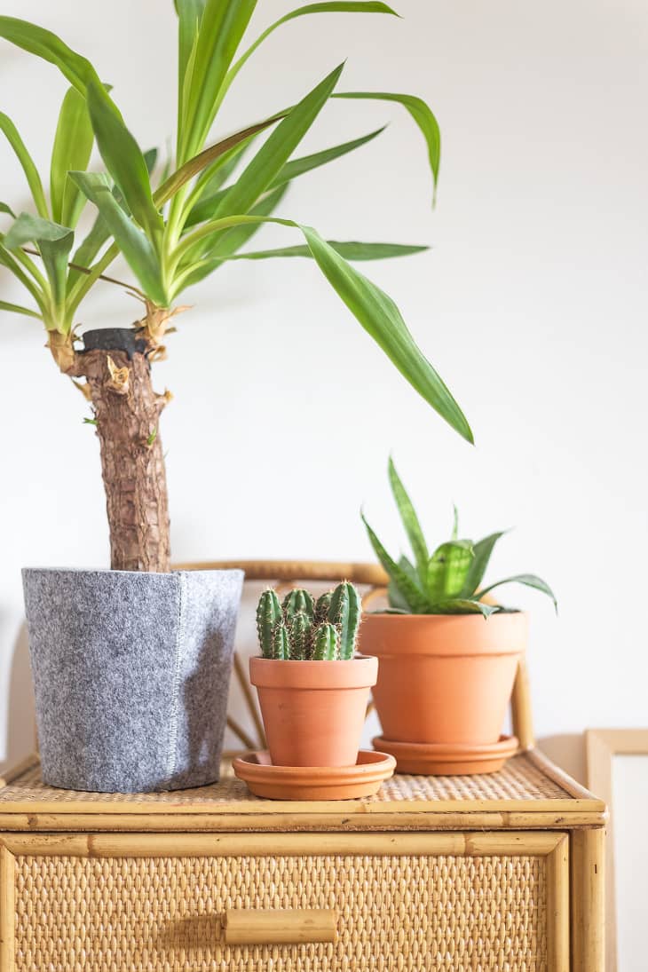 pebble plant pot