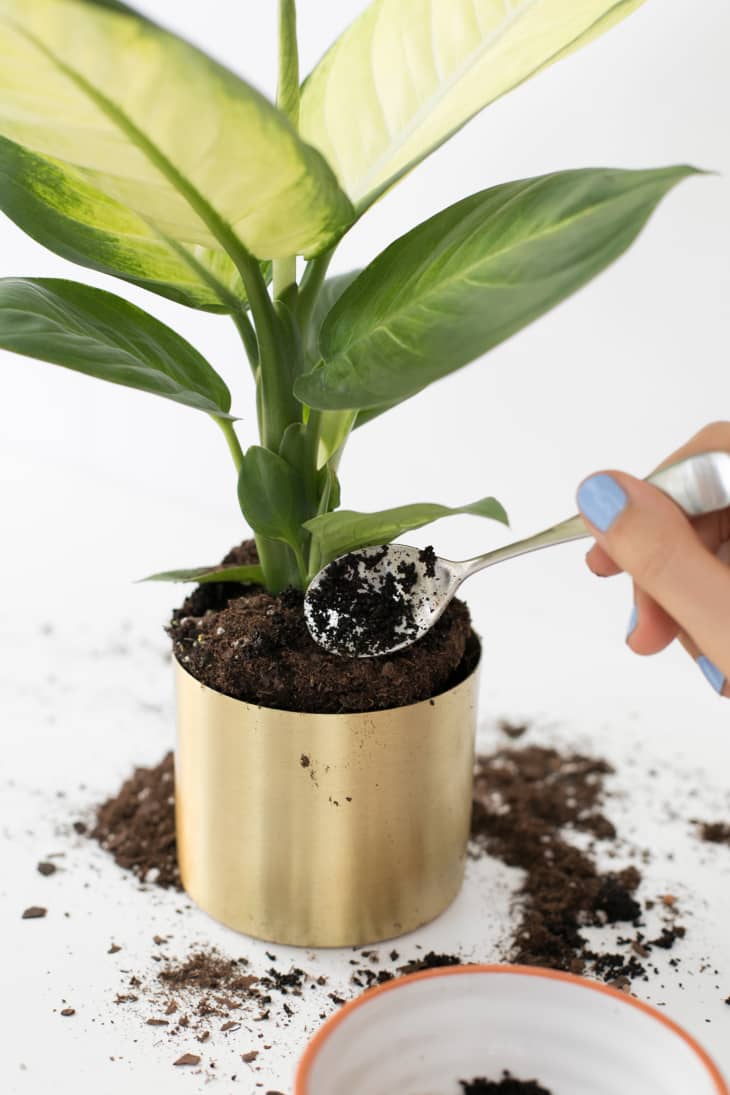 Plant Care Coffee Grounds Apartment Therapy