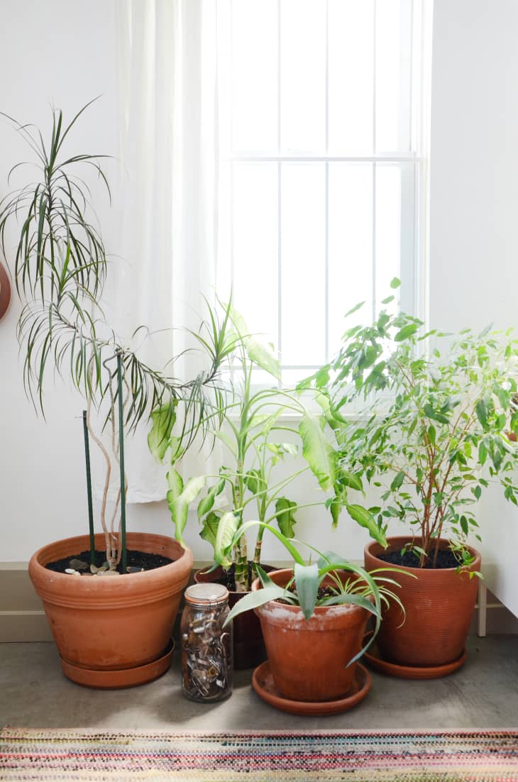Potted indoor plants by a window with a jar of coins on the floor.
