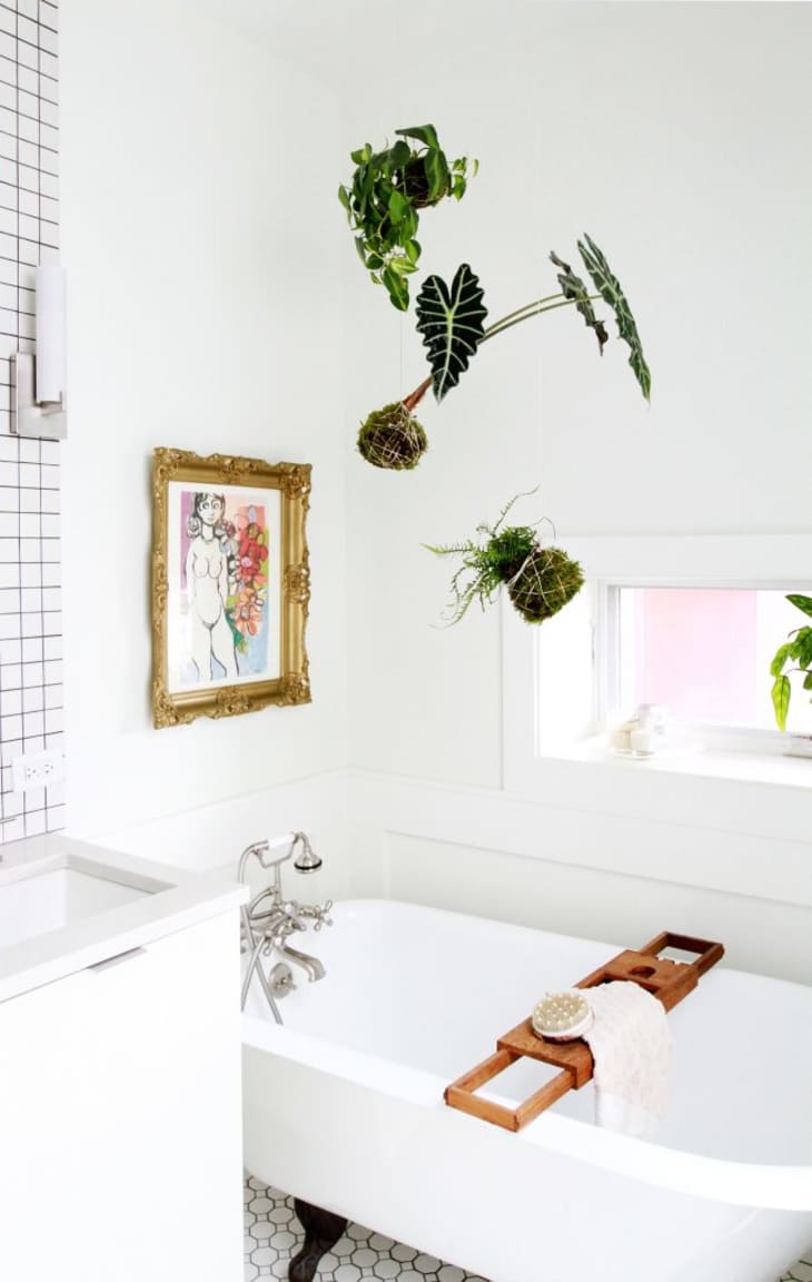Plant hanger online for shower