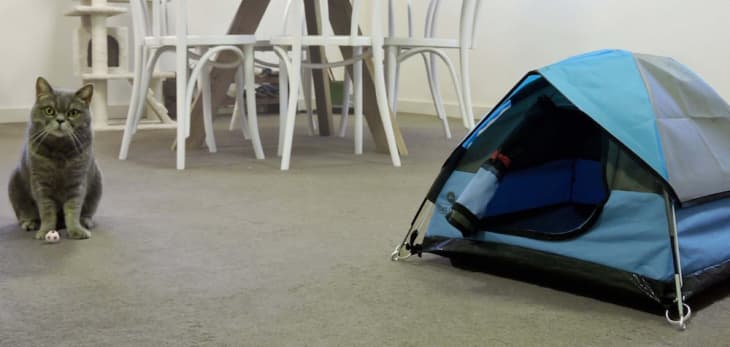 Tiny tents for cats 2025