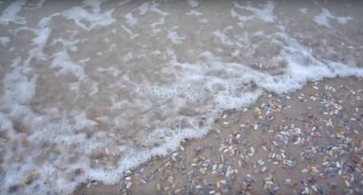 This Video of Clams Emerging from the Ocean Is Truly Horrifying | The ...