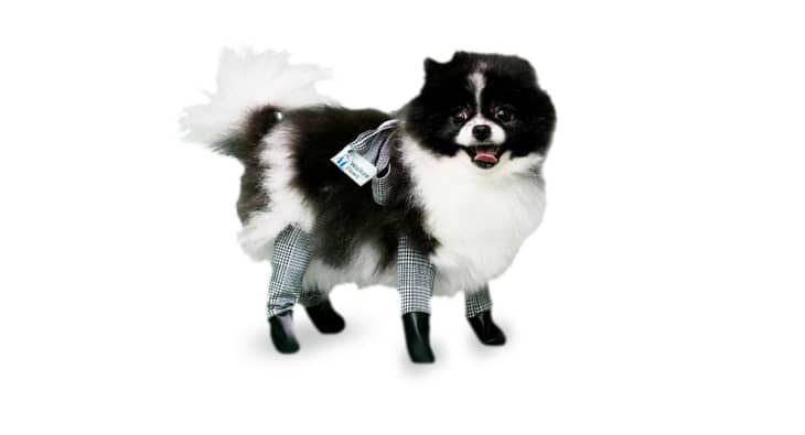 Leggings store with dogs