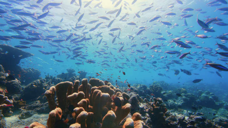 Coral reef underwater with a large school of fish swimming above in clear blue water.