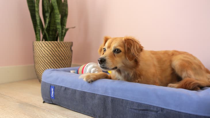 12 best dog toys to spoil your pup in 2023