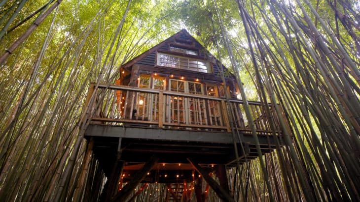 Treehouse surrounded by tall bamboo, featuring a wooden deck and string lights.