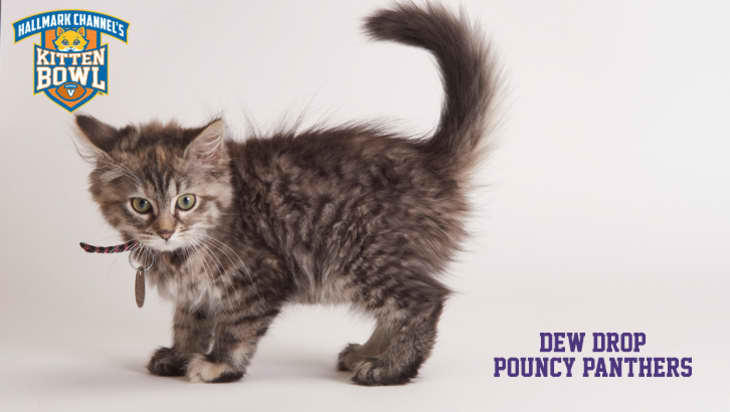 Kitten bowl store 2021 live