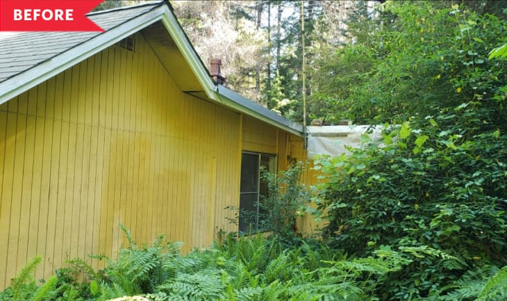 Yellow wooden house exterior with overgrown ferns and bushes, surrounded by tall trees.