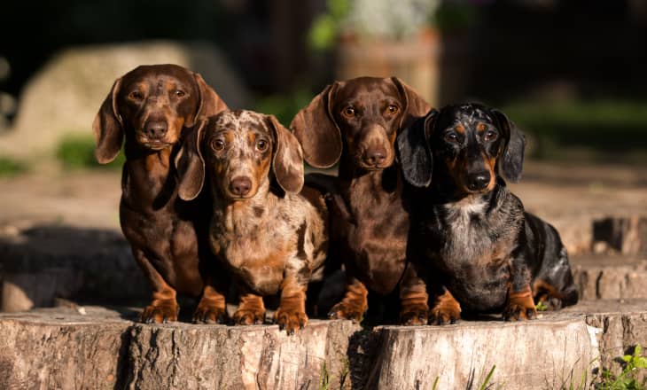 Outfits for deals miniature dachshund