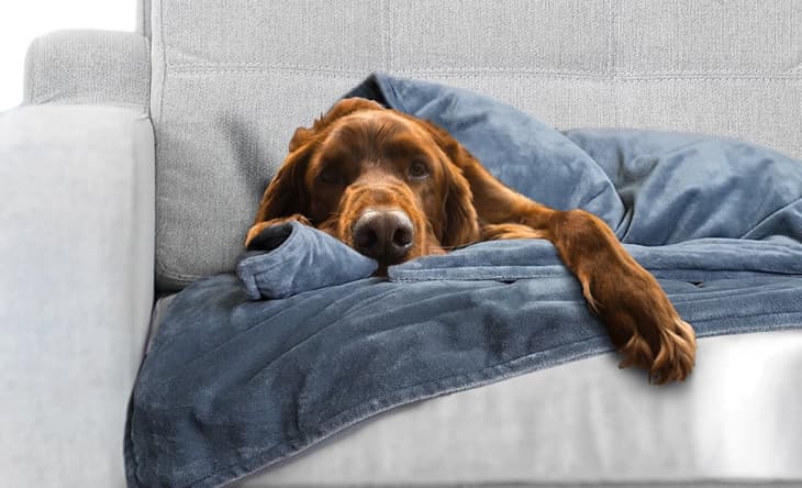Anti anxiety blanket for hot sale dogs