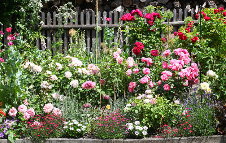 Beautiful flowerbed in a traditional cottage garden with roses, lavender foxgloves and other beautiful plants