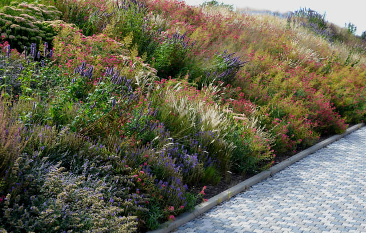 Alternatives to Grass Lawns 5 Sustainable Options to Try