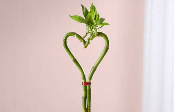 Heart-shaped bamboo plant