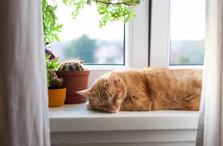 Etsy cat condo clearance