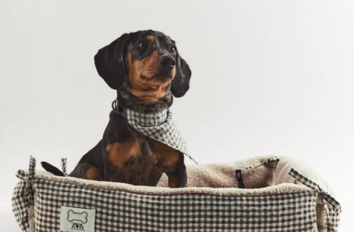 Dog in gingham dog bed