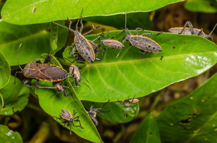 26 Types Of Stink Bugs You Should Know - Epic Gardening