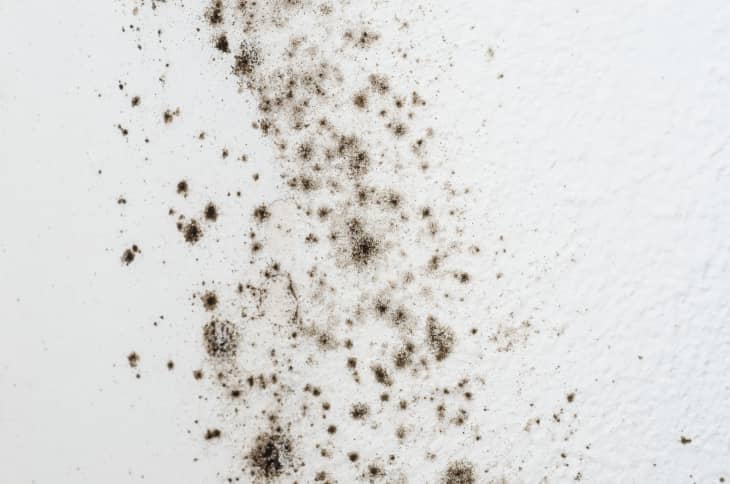 Black Mold Symptoms - How To Get Rid Of Black Mold