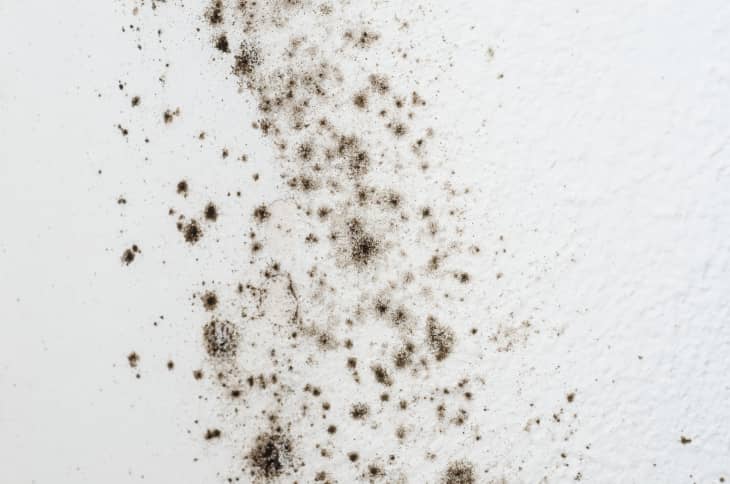 How do you get rid of black shop mold