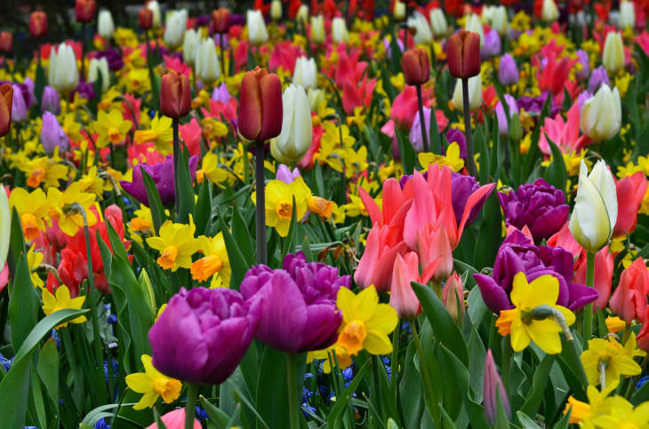 8 Flower Bulbs to Plant in October Apartment Therapy